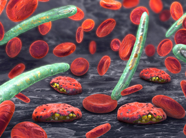 Smartphone et génétique pour améliorer la prévention de la malaria