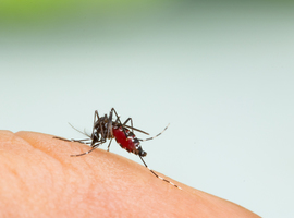 Découverte d'une combinaison gagnante pour venir à bout du moustique-tigre (étude)