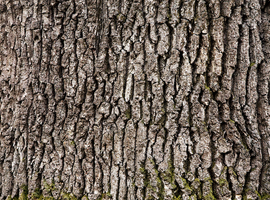 L'Université d'Anvers s'intéresse à l'écorce d'arbre comme remède contre l'hyperactivité