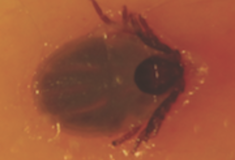 XXXIVe cours de dermato-pédiatrie d’Arcachon