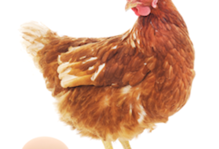 Nieuws van het EASD 2015