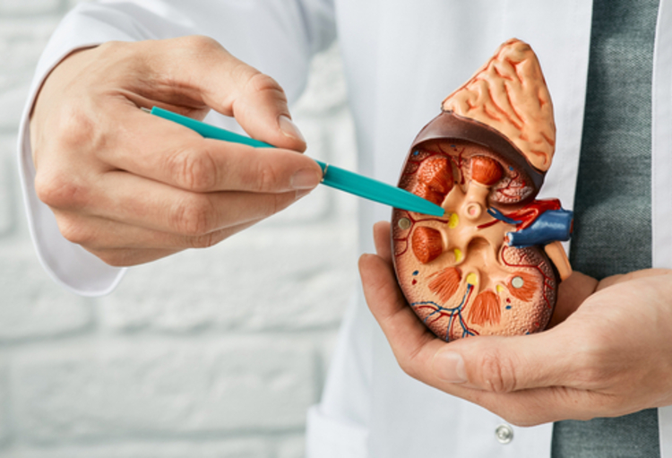 2nd symposium on Kidney Stones and Mineral Metabolism